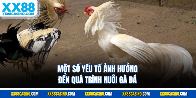 Các yếu tố khác ảnh hưởng tới quá trình nuôi gà đá
